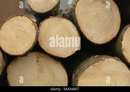 Geschnittene Bäume zeigen ihre Jahresringe auf der Schnittfläche – Nahaufnahme Stockfoto