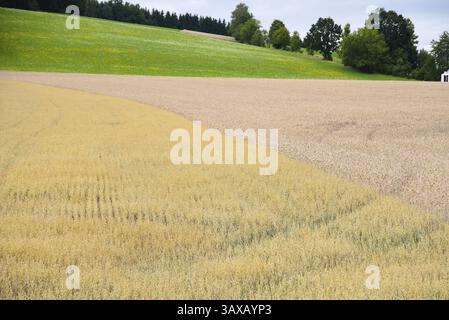 Getreidefelder mit Hafer und Futterkorn Triticale - Landwirtschaft Getreidefelder Stockfoto