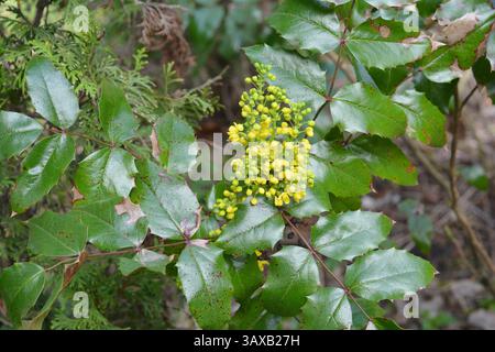 Gelbe Blüten aus Oregon Grape oder Mahonia aquifolium im Frühjahrsgarten. Stockfoto