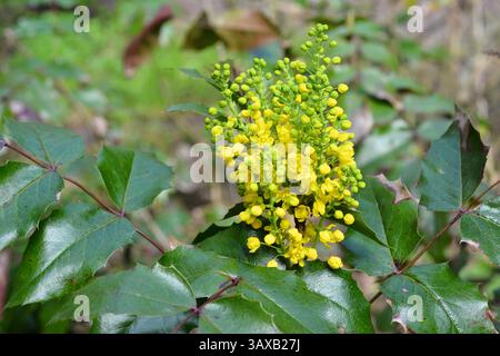 Der immergrüne Sträucher Mahonia aquifolium. Mahonia aquifolium, Oregon Traubenmahonia oder holly-blättrige Berberry blüht im Frühlingsgarten. Stockfoto