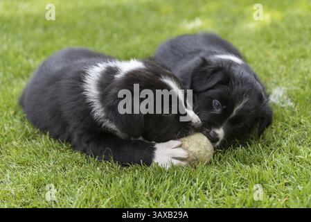 Australian Shepherd Welpen spielen im Garten - Nahaufnahme Stockfoto