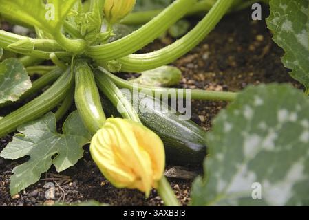 Zucchini, die im Hochbeet des Gemüsegartens wachsen - Nahaufnahme von Blumen und kleinen Früchten Stockfoto