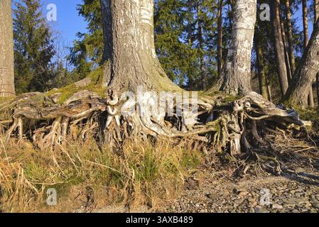 Freiliegende Wurzeln von mehreren Bäumen, die miteinander verflochten sind - Nahaufnahme Stockfoto