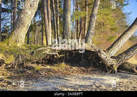 Freiliegendes Wurzelsystem mehrerer Bäume - ineinander verflochtene Unterlagen aus der Nähe Stockfoto