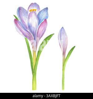 Zwei mit Aquarell bemalte Krokusse aus zartem Blau und Flieder. Gartenblumen Clipart. Isolierte Bilder. Handgezeichnete Aquarellillustration. Für Pos. Stockfoto
