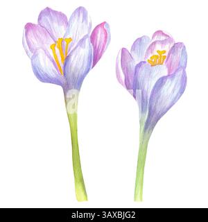 Zwei Krokusse im Frühling mit weichen Flieder- und rosafarbenen Blüten, die mit Aquarellen bemalt sind. Gartenclipart. Isolierte Blüten. Handgezeichnete Aquarellillustration. Stockfoto