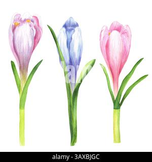Wunderschöne blaue und rosafarbene Krokusse, die mit Aquarellen bemalt sind. Weiche violette und blaue Blüten mit grünen Blättern. Gartenclipart. Handgezeichnetes Aquarelllicht Stockfoto