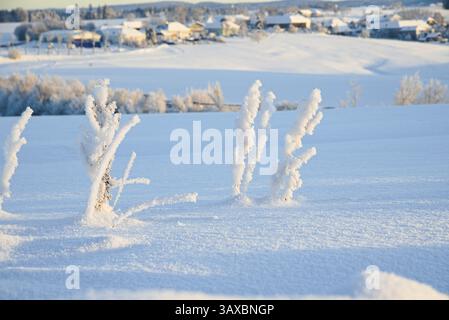 Unkräuter mit Eiskristallen und verschneite Winterlandschaft - ländliche Gegend Stockfoto