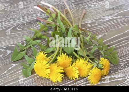 Strauß Löwenzahn auf Holzsockel, Haufen Käfer auf Holztisch Stockfoto