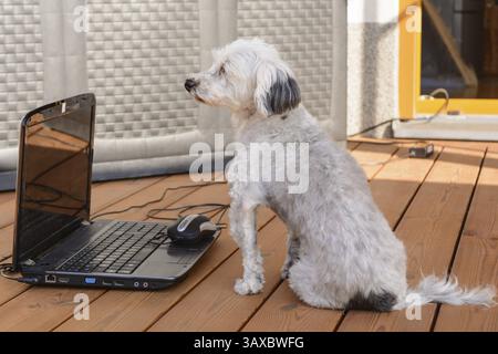 Der weiße Havanese sitzt neugierig vor einem Laptop Stockfoto
