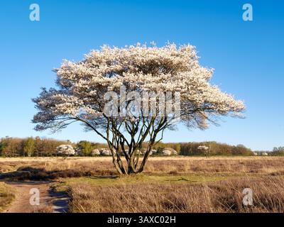 Servicebeerbaum, Amelanchier lamarkii, blüht im Frühjahr im Naturschutzgebiet Westerheide, Het Gooi, Nordholland, Niederlande Stockfoto