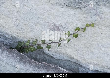 Die natürliche Kraft des pflanzlichen Efeus durchdringt eine Hauswand - Nahaufnahme Stockfoto