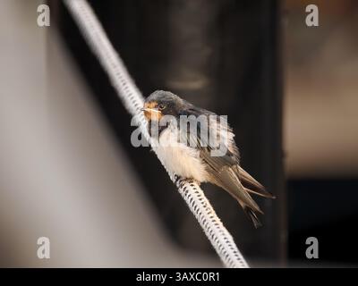 Scheunenschwalbe, Hirundo rustica, Porträt eines Jugendlichen, der auf einem Seil sitzt, Heiligenhafen, Deutschland Stockfoto