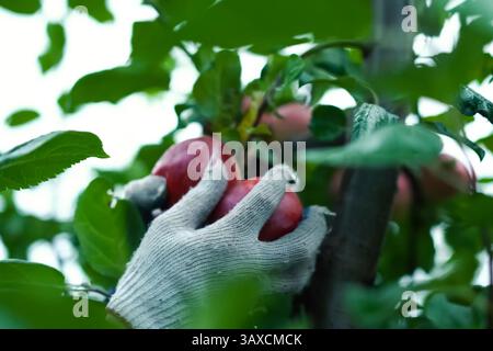 Handschuhe pflücken Äpfel aus den Zweigen eines Apfelbaums. Stockfoto