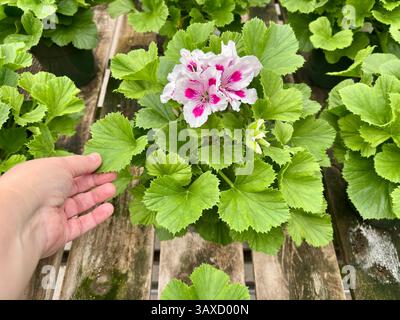 Hand berührt grüne Blätter neben Regal Geranium rosa-weiße Blüte Stockfoto