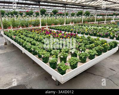 Reihen von bunten Topfblumen, die ordentlich in einem Gewächshaus angeordnet sind Stockfoto