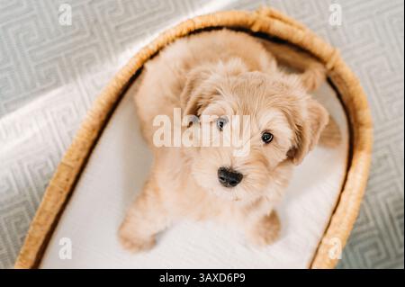Flauschiger Welpe sitzt in einem Korb auf einer weichen weißen Decke. Stockfoto