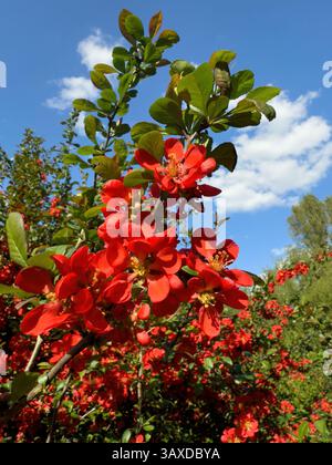 Leuchtend rote Blumen Magnolien blühen auf saftig grünen Zweigen unter hellblauem Himmel und schaffen eine malerische Naturszene. Ideal für botanische Themen, Garten Stockfoto