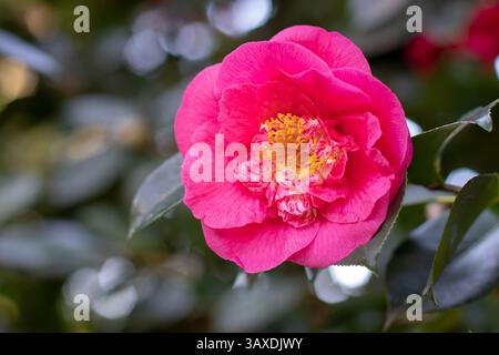 Kamelienblume und grüne Blätter. Camellia japonica blühende Zierpflanze, immergrün. Schöne hellrosa halb-doppelt offene Blüte mit gelben s Stockfoto