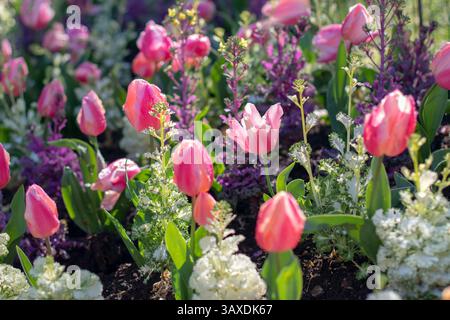 Rosafarbene Tulpen und Zierkohl-Blumenbeet. Frühlingszwiebelpflanze im sonnigen Garten. Schönheit in der Natur. Selektiver Fokus Blumen Hintergrund. Stockfoto