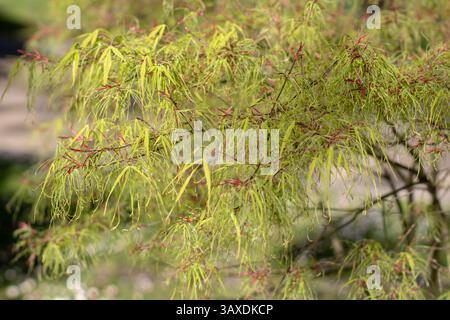 Die dekorative Zierpflanze Acer palmatum dissectum. Japanische Ahornblätter. Glatte japanische Ahornbaumzweige. PALMATE Ahorn hellgrüne junge Foli Stockfoto