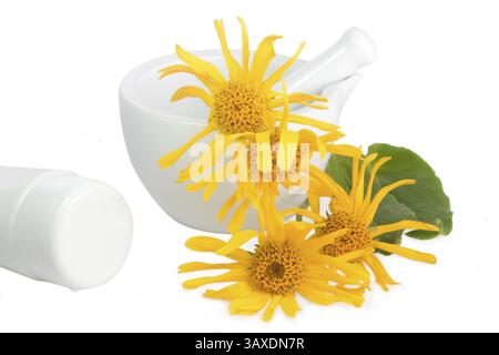 Arnika Blumen mit Mörtel und Creme Tube auf weißem Hintergrund Stockfoto