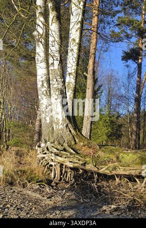 Einblick in freiliegende und verflochtene Wurzeln kräftiger Bäume Stockfoto