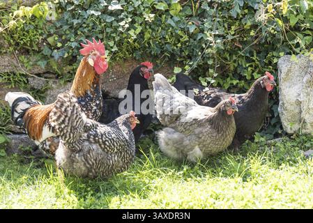 Freilandhennen und Hähne - Hühner und Hähne Stockfoto