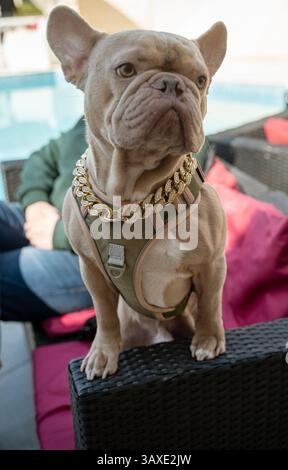 Französische Bulldogge, schöne graue Farbe mit einer goldenen Kette am Hals Stockfoto