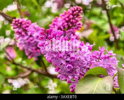 Nahaufnahme blühender Fliederblüten im Frühjahr. Lebhafte violette Blüten und grüne Blätter mit weichem Bokeh-Hintergrund. Ideal für Naturthemen Stockfoto
