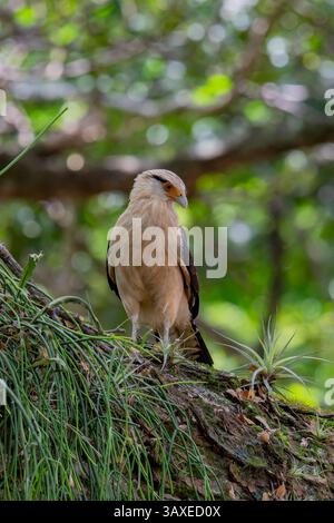 Eine gelbköpfige Caracara, Milvago chimachima, befindet sich im Sonso Lagoon Nature Reserve in Kolumbien. Stockfoto