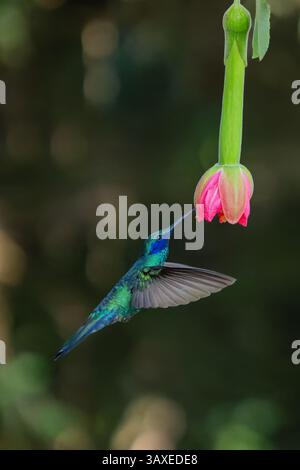Ein funkelndes Violetear, Colibri Coruscans, ernährt sich von einer Passionsblume im Hochland des westlichen Kolumbiens. Stockfoto