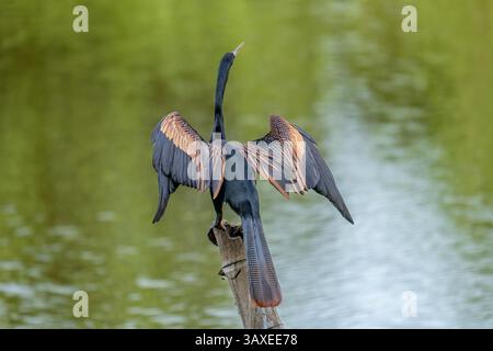 Ein männlicher Anhinga, Anhinga anhinga, der seine Flügel im Sonso Lagoon Nature Reserve in Kolumbien trocknet. Stockfoto