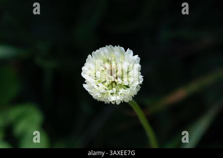 Weiße Klee Trifolium repens, blühend im Hochland des westlichen Kolumbiens. Stockfoto