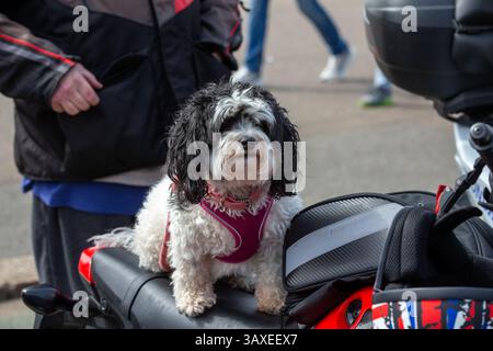 Southend-on-Sea, Essex, Großbritannien. April 2025. Der jährliche Southend Shakedown ist seit langem ein wichtiger Anziehungspunkt für Motorradfans aus dem ganzen Land und markiert traditionell den Beginn der Radsaison. Bei dieser Veranstaltung fahren typischerweise Tausende von Fahrern entlang der Küste. Die Besucher können eine Mischung aus klassischen und modernen Fahrrädern erwarten, sowie eine Festivalatmosphäre entlang der Küste mit Live-Unterhaltung, Ständen und der Begrüßung des Zustroms von Touristen. Für viele Unternehmen am Meer: Richard Lincoln/Alamy Live News Stockfoto