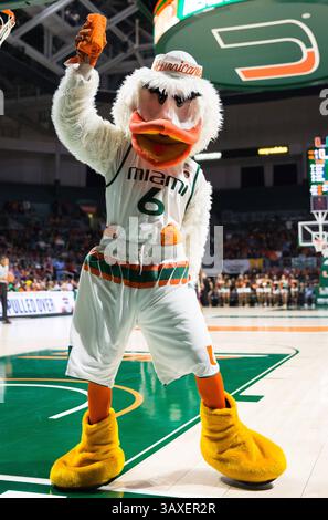 1. Februar 2017: Sebastian the Ibis, offizielles Maskottchen der University of Miami, während des NCAA-Basketballspiels zwischen den Florida State University Seminoles und den University of Miami Hurricanes im Watsco Center in Coral Gables, Florida. Florida State besiegte Miami von 75 bis 57. Mario Houben/CSM(Kreditbild: &Copy; Mario Houben/CSM via ZUMA Wire) Stockfoto