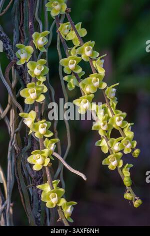 Nahaufnahme der blattlosen Chiloschista viridiflava tropischen epiphytischen Orchideenarten mit gelb-grünen und weißen Blüten isoliert auf natürlichem Hintergrund Stockfoto