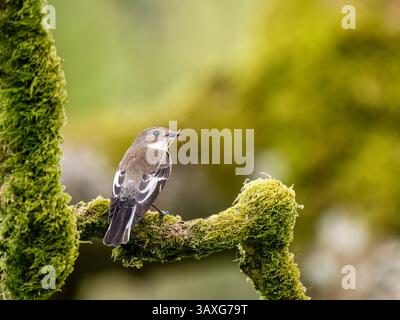 Aberystwyth, Ceredigion, Wales, Vereinigtes Königreich. , . Die Fliegenfänger ziehen im Frühjahr nach Großbritannien, um dort zu brüten, bevor sie für den Winter nach Afrika zurückkehren. Dieses Paar (das Weibchen ist braun) hat eine Neststelle gefunden und bringt Blätter ein, um ihr Nest zu machen. Quelle: Phil Jones/Alamy Live News Stockfoto