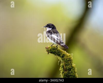 Aberystwyth, Ceredigion, Wales, Vereinigtes Königreich. , . Die Fliegenfänger ziehen im Frühjahr nach Großbritannien, um dort zu brüten, bevor sie für den Winter nach Afrika zurückkehren. Dieses Paar (das Weibchen ist braun) hat eine Neststelle gefunden und bringt Blätter ein, um ihr Nest zu machen. Quelle: Phil Jones/Alamy Live News Stockfoto