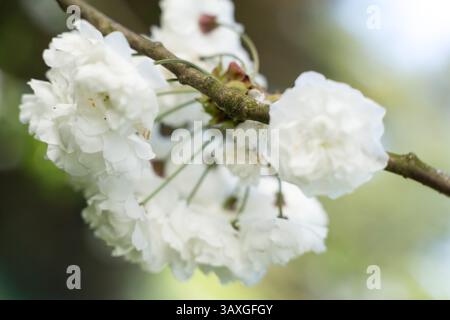 Weiße Kirschblüte auf einem Zweig, Prunus serrulata, blüht am sonnigen Frühlingstag, blauer Himmel Stockfoto