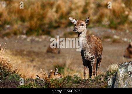 Ein junger Hirsch, ein prickett & Hinds, Rotwild, unsere einheimische Tierwelt Stockfoto