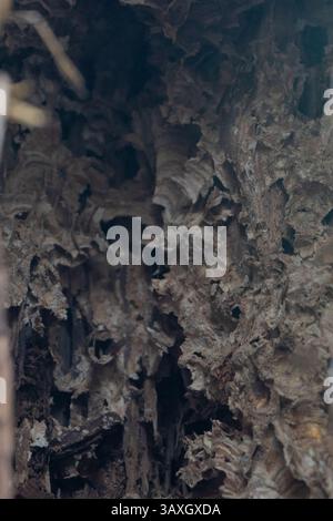 Verlassene Hornissen nisten im Baumstamm Stockfoto