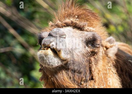 Nahporträt eines Baktrischen Kamelkopfes. Mit zotteligem Fell, Augendetails und ausdrucksstarkem Look. Stockfoto