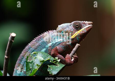 Wildtiere: Nahaufnahme eines Chamäleonkopfes, der das einzigartige Auge und die gemusterte Haut hervorhebt. Stockfoto