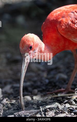 Scharlach Ibis Vogel mit Schnabel im Boden, wahrscheinlich auf der Suche. Leuchtend rotes Gefieder, Beine sichtbar. Tierwelt. Stockfoto