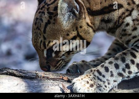 Extreme Close-up: Ozelot-Nase schnüffelt einen Stamm. Zeigt neugieriges Verhalten und Gesichtsdetails. Tierwelt. Stockfoto