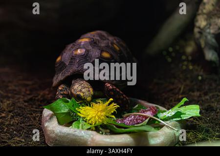 Rotfußschildkröte isst frisches Essen aus einer Schüssel. Reptilienmehl mit sichtbaren Blättern und Blüten Stockfoto