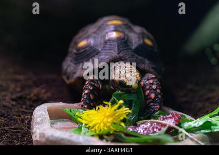 Rotfußschildkröte isst aus einer Futterschüssel. Reptilien genießen eine Mahlzeit aus Blättern und Blumen. Stockfoto