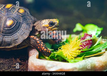 Schildkrötenporträt: Nahaufnahme eines Reptils, das lebendige Blätter und Blume aus der Schüssel isst. Stockfoto