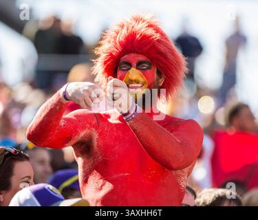 31. Dezember 2016 – Orlando, FL, USA S: Fans der Louisville Cardinals während des Buffalo Wild Wings Bowl. L.S.U. besiegte Louisville 29-9 im Camping World Stadium in Orlando, FL. Romeo T Guzman/CSM(Kreditbild: &Copy; Romeo Guzman/CSM via ZUMA Wire) Stockfoto